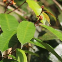 Cleghornia acuminata Wight